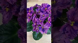 Pollinating African Violet update 1 40 days [upl. by Four]