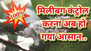 मिलीबग कंट्रोल के नौ बेस्ट तरिके9practices to control of mealybug [upl. by Lesde]