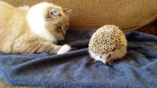 ORIGINAL VIDEO Kitty sits on hedgehog [upl. by Zurc119]