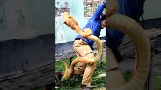 KING COBRA SNAKE PRANK IN BRAZIL Part05  shorts cobra tiktok cartoon [upl. by Eimmac]