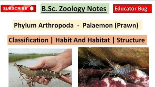 PalaemonPrawn🦐Bsc Zoology ClassificationHabit and Habitat StructureNotes In Englisheducator [upl. by Bently427]