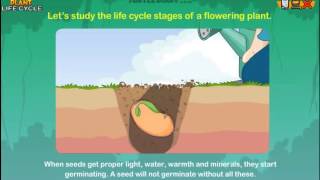 Learn the Plant Life Cycle Steps Earth Science for Kids [upl. by Eittik792]