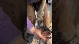 Repair horseshoes nail horseshoes horseshoes horseshoes Let’s get started part 3 last part [upl. by Ainnet]