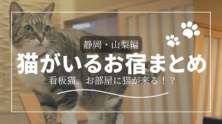 【猫がいる静岡・山梨のお宿まとめ】看板猫、お部屋に猫が来るかも！？モフりたい人必見（おひとり様OKな宿もあり）＃猫 [upl. by Saltzman799]