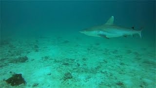 Maldives  Kuredu  Housereef [upl. by Bobine]