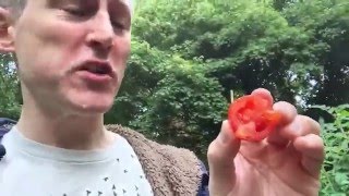 Ants Allotment 4th October 2015  Mountain Magic blight resistant tomatoes [upl. by Willie]