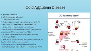 Part 1Cold Agglutinin DiseaseTheoritical [upl. by Maller]