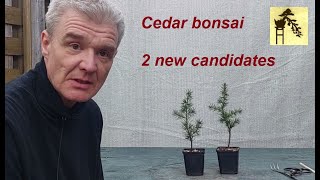 Cedar bonsai  2 new candidates [upl. by Yenolem696]