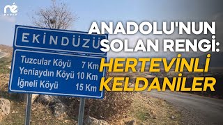 Anadolunun Solan Rengi Hertevinli Keldaniler [upl. by Gean]