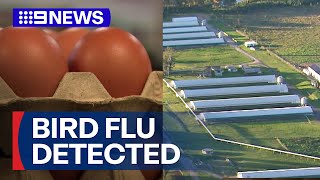 Bird flu detected at Sydney egg farm  9 News Australia [upl. by Marrin]