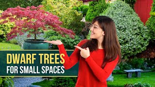 8 Best Dwarf Trees for Small Spaces 🌳 The most beautiful Small Tree 😍 [upl. by Tnomel]