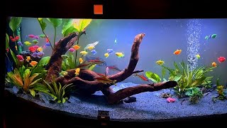 juwel aquarium Vsion 450 by natureaquariumdesign [upl. by Pettifer]