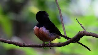 Whiterumped shama imitates the call of Bamboo partridge [upl. by Otrepur]