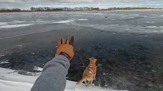 WINDY Public Land Limit  SD Pheasant Hunting 2023 [upl. by Hovey]