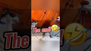 Funniest Scared Pets Reactions 😱🐾 You Wont Stop Laughing Shorts [upl. by Semele]