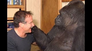 VIDEO OF KOKO THE GORILLAS LAST WORDS [upl. by Barfuss]