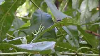 Baby Praying Mantis Hunts a Fly [upl. by Uchida]