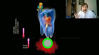 Endodontik mikrobiyoloji [upl. by Schenck245]