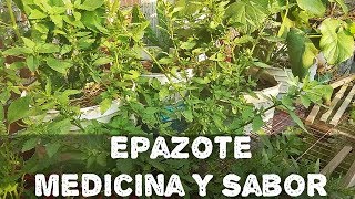 Epazote medicina y saborAGRICULTURA ORGÁNICA [upl. by Steady286]