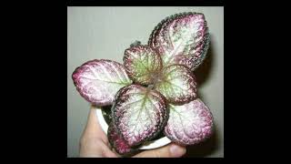 Episcia Plant Variety [upl. by Gebler519]