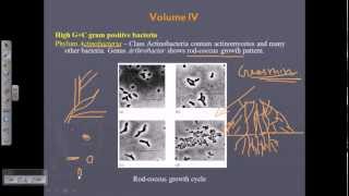 Bergeys Manual Vol 4  Gram positive bacteria [upl. by Therese]