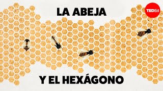 ¿Por qué las abejas adoran los hexágonos  Zack Patterson y Andy Peterson [upl. by Irrok]