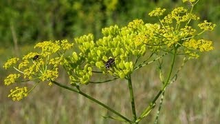 Wild Parsnip and Wild Carrot VS Poison Hemlock [upl. by Ysabel]