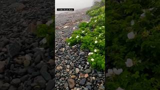 gilley beach maine ocean [upl. by Thorman]