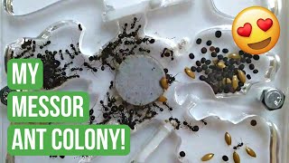 Showing You My Messor Barbarus Ant Colony  Ant Keeping  BRUMA Ants [upl. by Haizek]