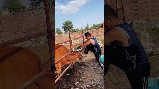 The process of trimming cattle ox horn Good tools and machinery can increase work efficiency [upl. by Panchito]