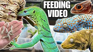 FEEDING MY PET REPTILES 50 SILKWORMS SKINKS GECKOS TURTLES AND MORE SILKWORM FEEDING VIDEO [upl. by Dame]