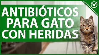 🐱 ¿Qué Antibióticos Puedo Darle a mi Gato en Caso de Heridas o Resfriados 🤧🐱 [upl. by Holladay391]