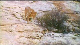 Christian the lion HQ  With unseen footage and sound [upl. by Nueoras650]