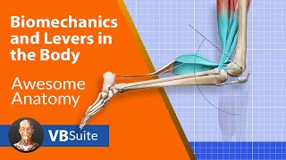 Biomechanics and Levers in the Body [upl. by Margalo877]