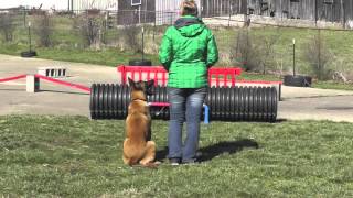 Malinois Training Drills One 720p [upl. by Namrak572]