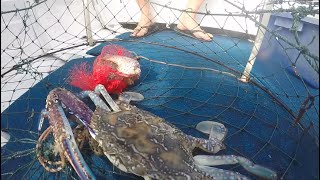 Blue Swimmer Crabbing In NSW Australia  Timing Is Everything [upl. by Eniowtna]