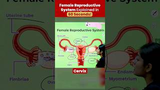 Female Reproductive System Explained in 60 Seconds class10 class10science [upl. by Hakceber]