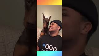 Doberman suavexaviers best viral videos on tiktok  Hilarious Doberman in Tiktok😆🐶 Shorts [upl. by Awram469]