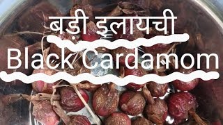 बड़ी इलायची का पौधा  Black Cardamom Plant  Amomum subulatumprabodhanisharma [upl. by Gaby391]