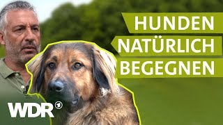 Hundebegegnungen ohne Stress  Hunde verstehen  S01E02  WDR [upl. by Inele]