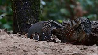 Rufousthroated patridge at Birders Den [upl. by Pollock]