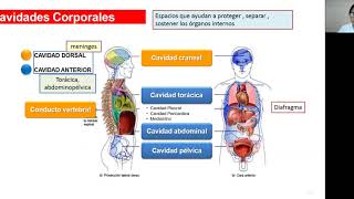 CAVIDADES CORPORALES Y MEMBRANAS [upl. by Nirej]