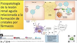 FISIOPATOLOGIA DE LA LESION RENAL AGUDA RELACIONADA A LA FORMACION DE CRISTALES POR FARMACOS [upl. by Hamel188]