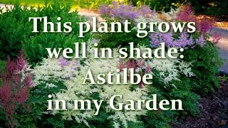 How Im Planting and Growing Astilbe in my Garden Astilbe varieties  Alexas Garden [upl. by Ynnej]