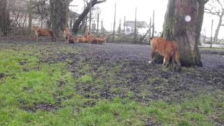 close encounter with a lion  knowsley safari park [upl. by Darrin21]