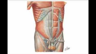 Abdominal Wall Hernias [upl. by Ynnol]