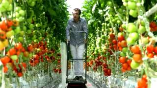 Tomates  pourquoi et comment les cultiveton sous serre [upl. by Rooker]