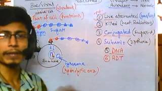 Vaccines part 5  conjugated vaccine [upl. by Herzen270]