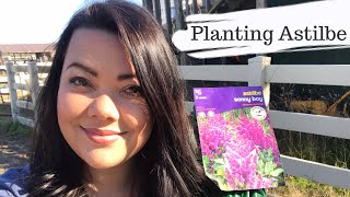 How To Grow Astilbe From Bare Roots 💚 Gardening [upl. by Eidderf]