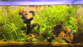 Day 36 Nano Fish 10 Gallon Community Tank [upl. by Hanford176]